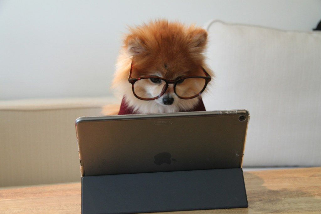 A Pomeranian dog looks at a tablet screen while wearing glasses as if reading
