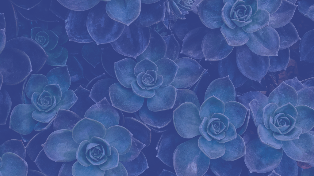 Background image of may echeveria succulents with blue overlay