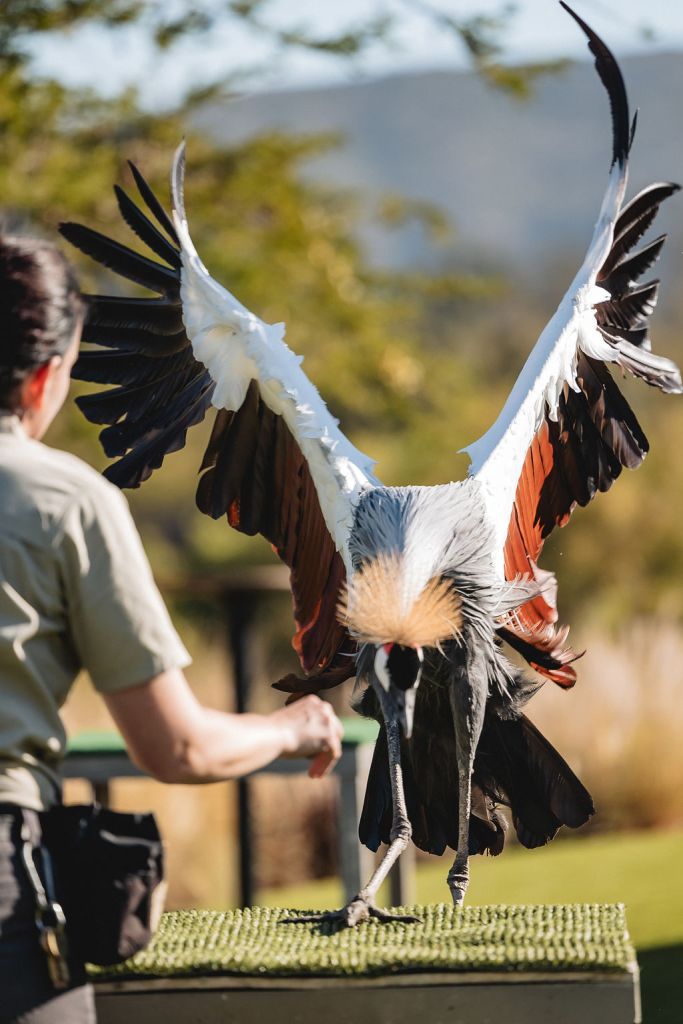 An animal ambassador heron in flight, landing on a constructed stand near a San Diego Zoo Safari bird handler
