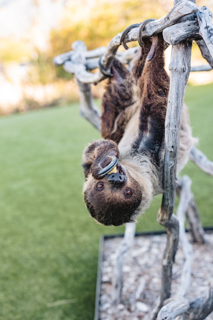 A cutie sloth hanging from a constructed wooden gym set. This sloth is an animal ambassador at the San Diego Zoo Safari Park wild weddings